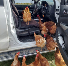 Load image into Gallery viewer, 1.5 year old hens available now