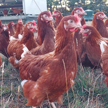 Load image into Gallery viewer, Pre-sale - Pullets arriving November