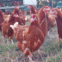 Load image into Gallery viewer, Pre-sale - Pullets arriving November