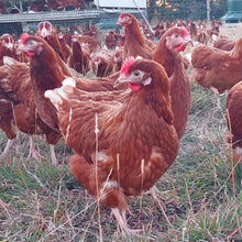 Load image into Gallery viewer, Pre-sale - Pullets arriving November