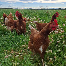 Load image into Gallery viewer, 1.5 year old hens available now