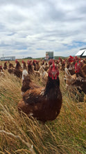 Load image into Gallery viewer, 1.5 year old hens available 15th August 2026