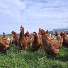 Load image into Gallery viewer, 1.5 year old hens available October 2026