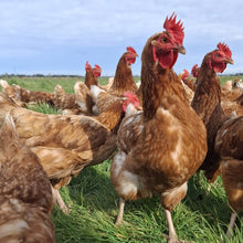 Load image into Gallery viewer, 1.5 year old hens available October 2026