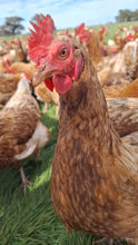 Load image into Gallery viewer, 1.5 year old hens available October 2026