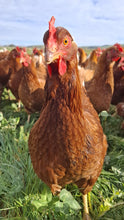 Load image into Gallery viewer, 23 week old Pullets - last few remaining
