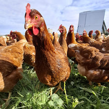 Load image into Gallery viewer, 23 week old Pullets - last few remaining