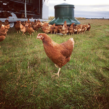 Load image into Gallery viewer, Pre-sale - Pullets arriving DECEMBER 2023
