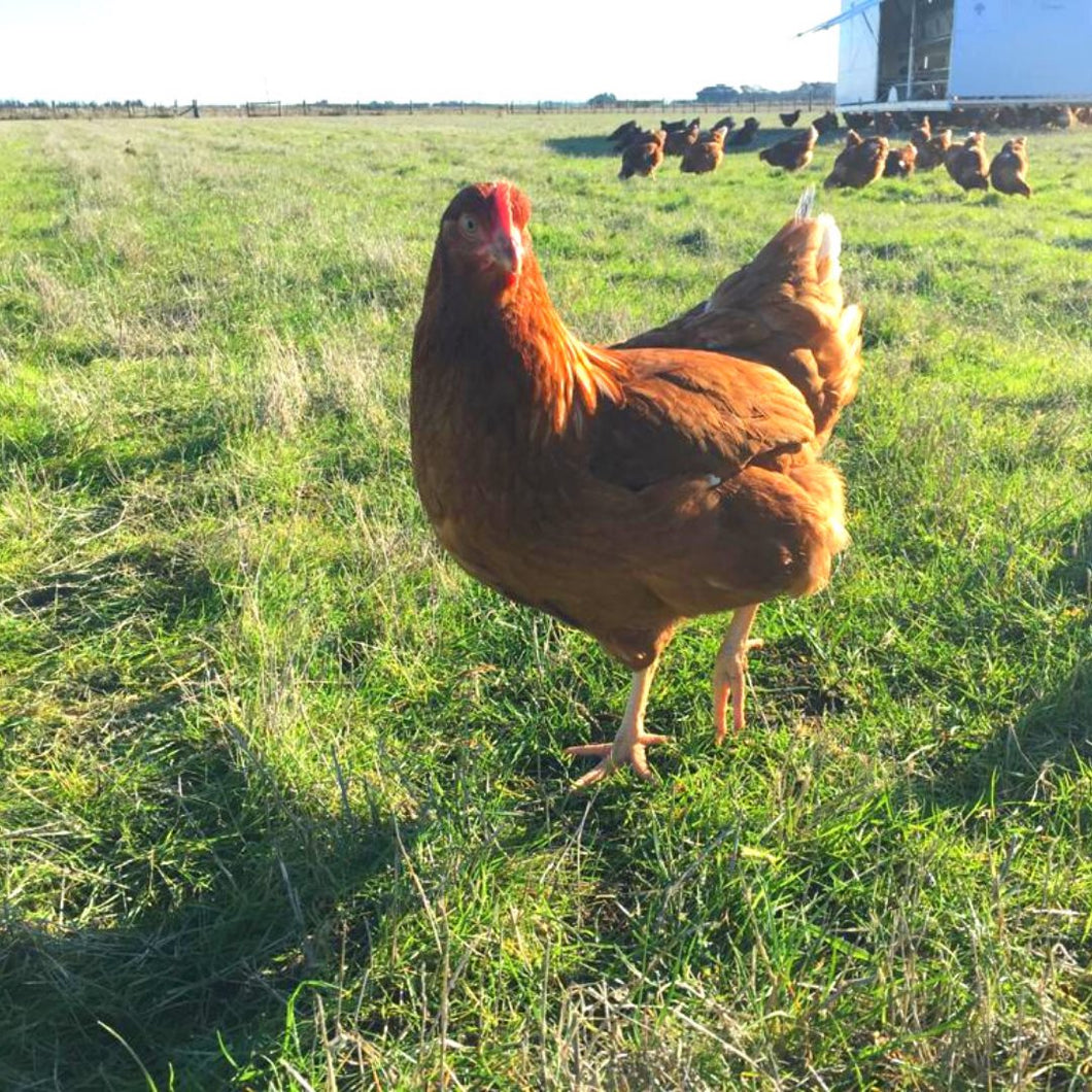 Pre-sale - Pullets arriving DECEMBER 2023