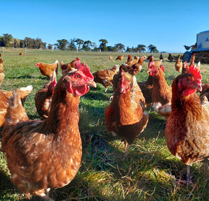 Pre-sale - 2 year old hens available December 2023