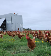 Load image into Gallery viewer, 1.5 year old hens available now

