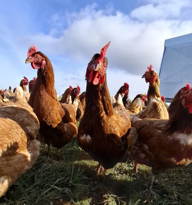 1.5 year old hens available September 2025