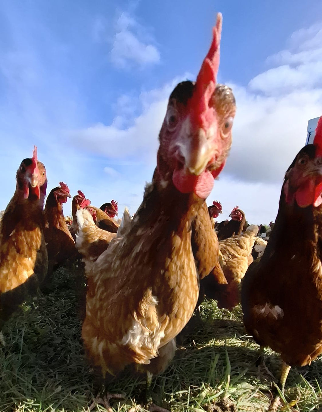 1.5 year old hens available September 2025