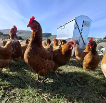 Load image into Gallery viewer, 1.5 year old hens available September 2025
