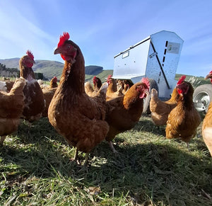 1.5 year old hens available September 2025