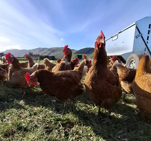 1.5 year old hens available September 2025