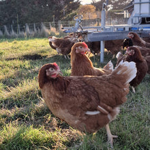 Load image into Gallery viewer, Pullets arriving August 2026
