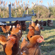 Load image into Gallery viewer, Pullets arriving August 2026
