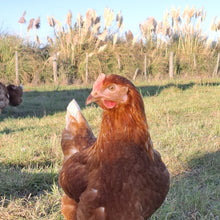 Load image into Gallery viewer, Pullets arriving August 2026
