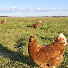 Load image into Gallery viewer, Pullets arriving August 2026
