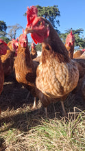 Load image into Gallery viewer, 1.5 year old hens available 15th August 2026
