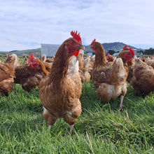 Load image into Gallery viewer, 1.5 year old hens available October 2026
