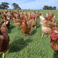 Load image into Gallery viewer, 1.5 year old hens available October 2026
