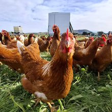 Load image into Gallery viewer, 23 week old Pullets - last few remaining
