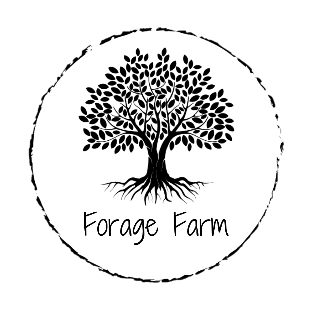 How To Get Your Hands On Some Pasture Raised Eggs Forage Farm NZ how-to-get-your-hands-on-some-pasture-raised-eggs-forage-farm-nz